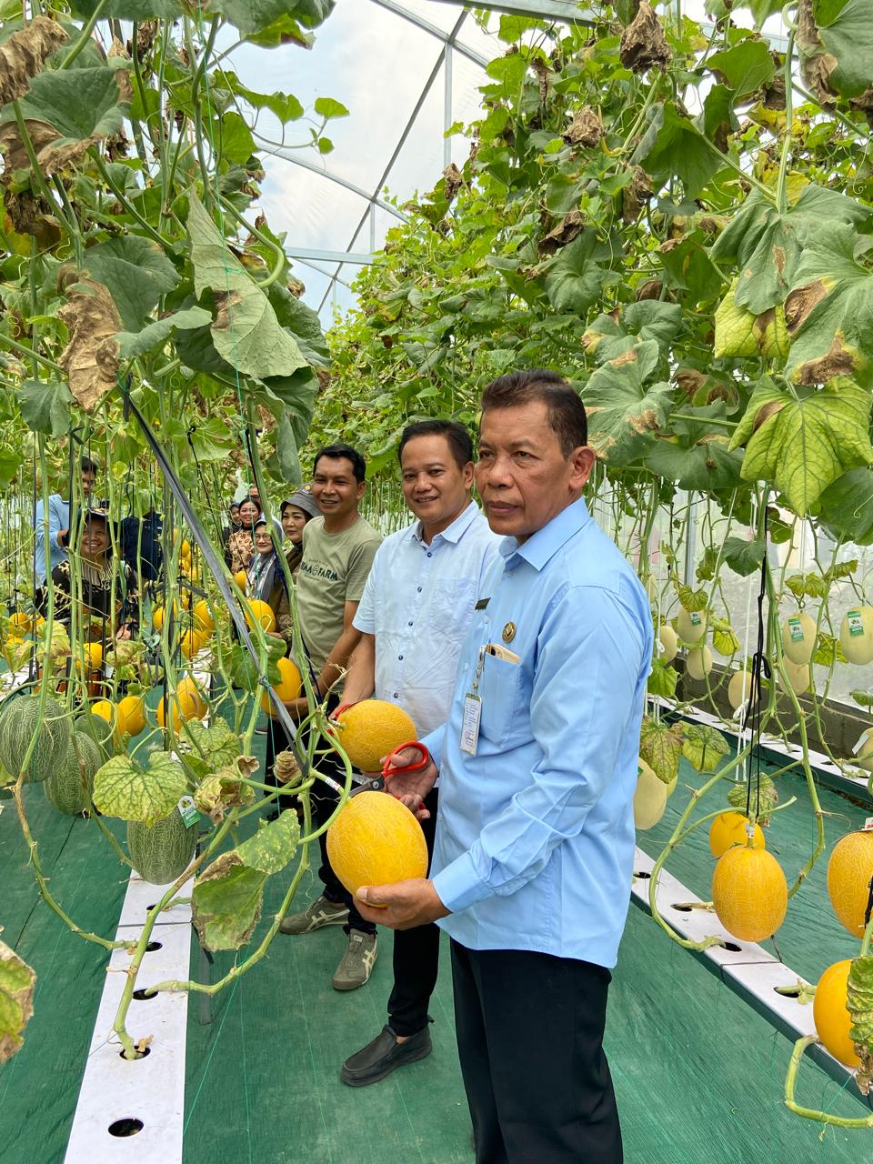 PANEN RAYA BUAH MELON